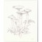 Nature Sketchbook B by Danhui Nai 12" x 15" Canvas Wall Art (Set of 2)